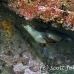 lion_sea_galapagos_cou_h_0052_ecu1134.jpg